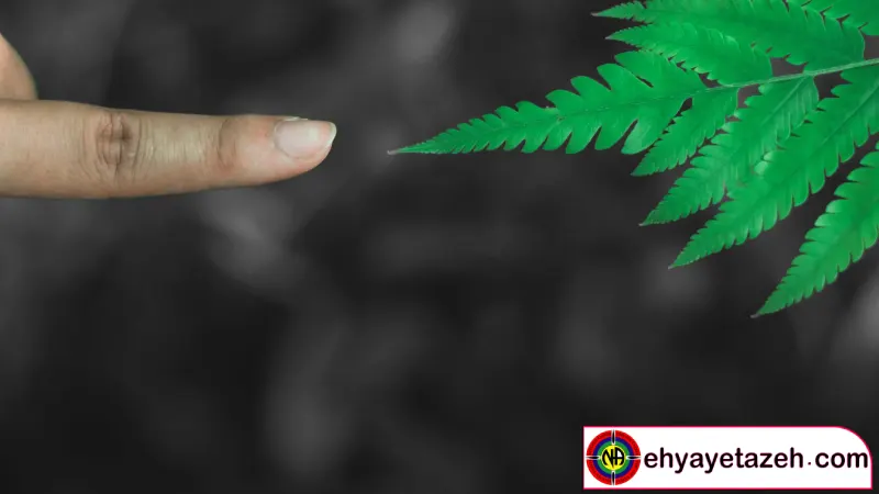 پشتیبانی و مشاوره پس از ترک اعتیاد حشیش کلید موفقیت در بهبودی پایدار 