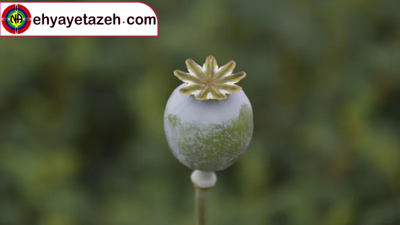 احیای تازه، جایی برای شروع دوباره زندگی