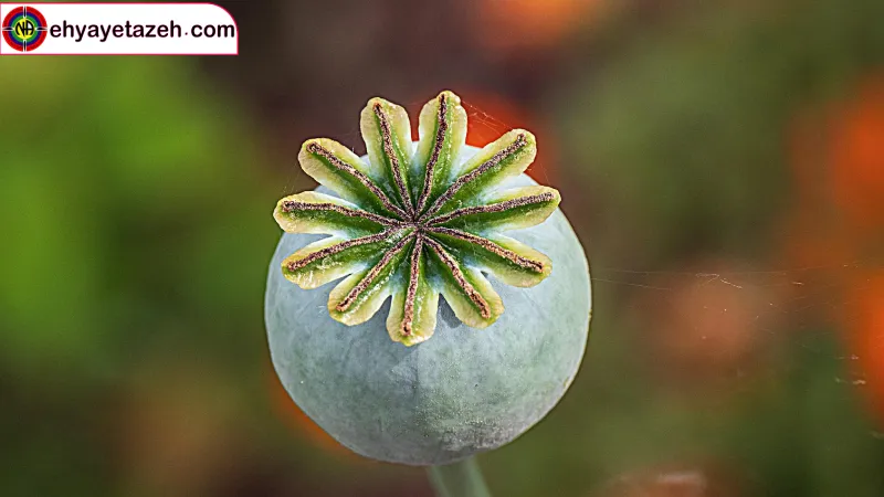 افزودن سرب به شیره تریاک شایعه یا واقعیت تلخ؟