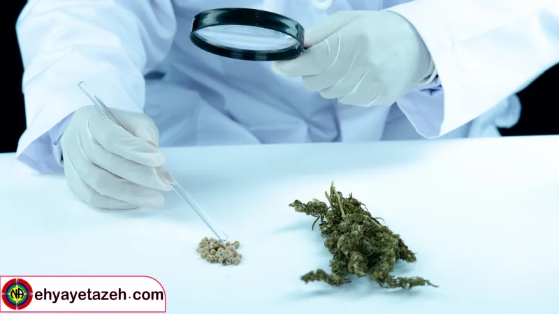 بونزای و جوانان چرا نوجوانان به سمت آن گرایش پیدا میکنند؟