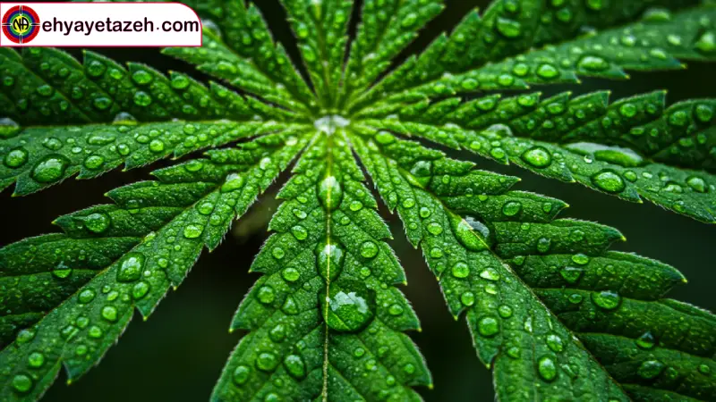 بنزای چیست؟