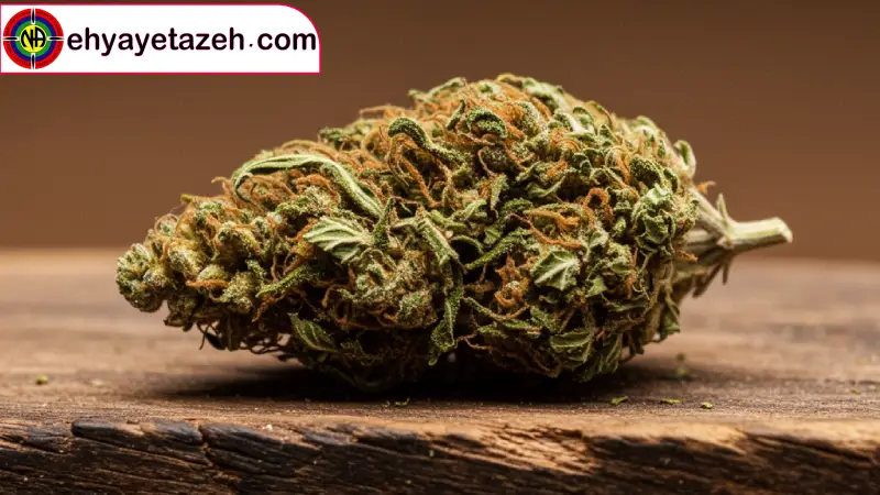 ترکیبات شیمیایی موجود در بنزای چرا اینقدر خطرناک است؟