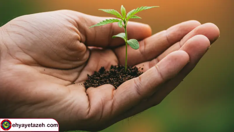 تفاوت بنزای و ماری جوانا چرا بنزای به مراتب خطرناک تر است؟