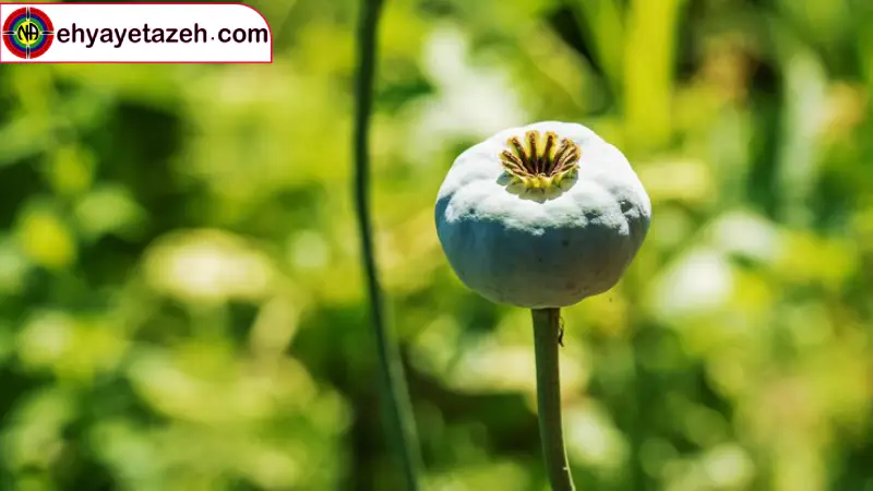 عوامل تعیین کننده مدت زمان نهایی ترک تریاک