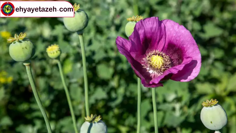 ⏳ مدت زمان ترک تریاک تدریجی چند روز طول میکشد؟