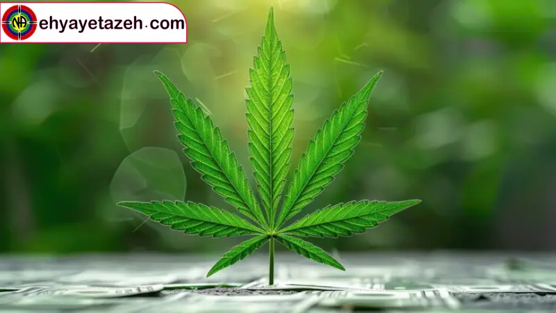 احیای تازه اینجا پایان جاده نیست، آغاز سفر به «خودِ واقعی» شماست.