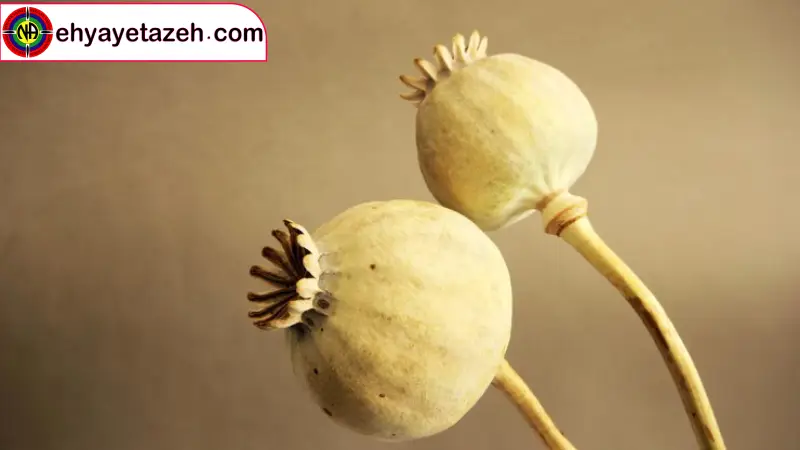 مدت زمان ترک تریاک چقدر است؟ ترک تریاک تدریجی چند روز طول میکشد؟