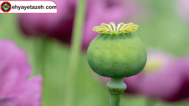 ندای رهایی زندگی دوباره در کمپ ترک اعتیاد احیای تازه